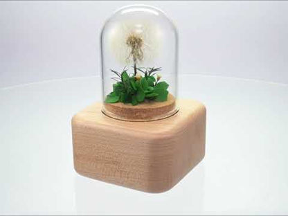 Preserved Flower Music Box with Glass Dome, Solid Wood Base, Handmade Dandelion Display, Romantic Keepsake Gift